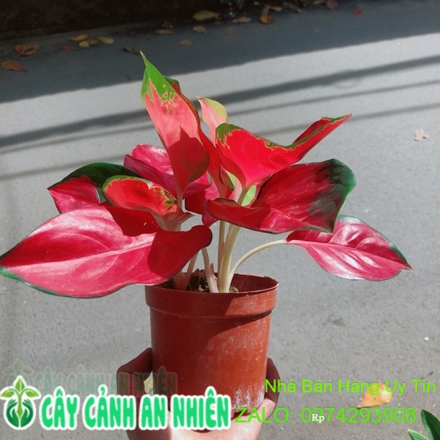 Vạn Lộc Đỏ