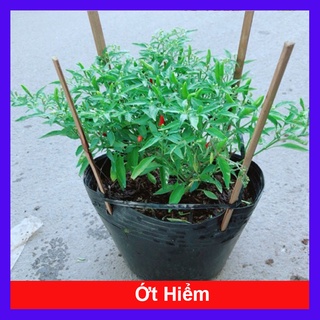 Cây ớt hiểm - cây cảnh sân vườn + tặng phân bón cho cây