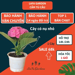 Cẩm tú cầu - cây cẩm tú đang có nụ hoa, có màu xanh, hồng, xanh lam, cây giống nhật chịu nhiệt tốt,cây giống dễ trồng