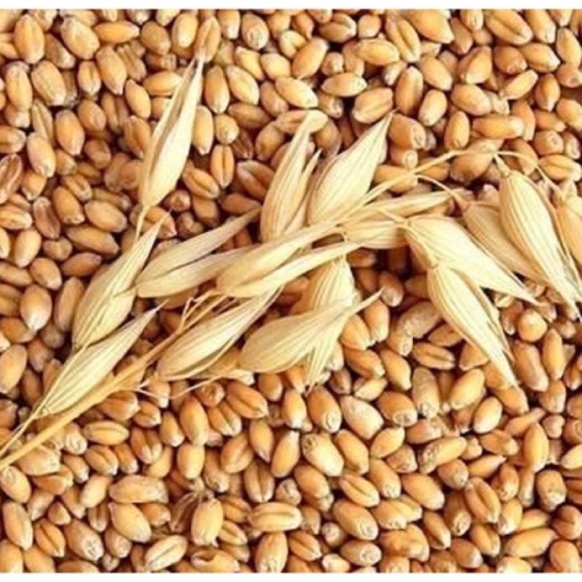 Hạt lúa mì 1kg (nảy mầm)