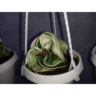 Cẩm cù xoăn cẩm thạch chậu treo (thân dài 5-8cm)