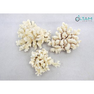 San hô biển trang trí PCB-SH-01