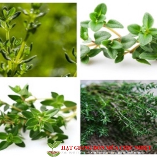 Hạt Giống Cỏ xạ hương 10 Hạt/ Gói