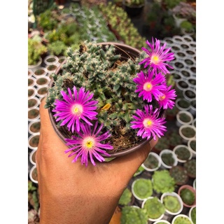 cây xương rồng trichodiadema densum cây hình 2.3