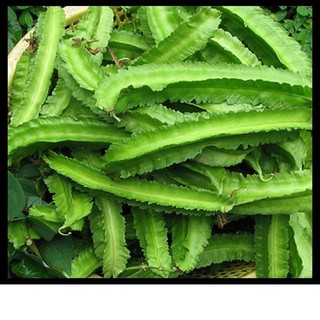 Hạt giống đậu rồng- đậu khế gói 5 gram xuất xứ Việt Nam