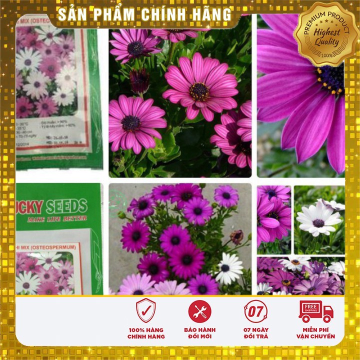 Hạt Giống Cúc Châu Phi Mix ( 20 hạt )