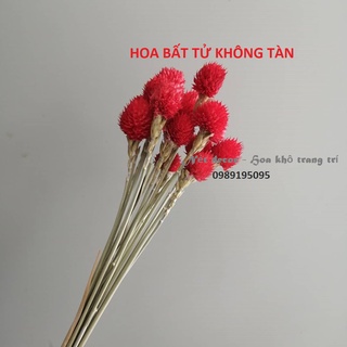 Hoa khô Cúc Bách Nhật  Hoa khô bất tử cắm lọ decor trang trí phòng ngủ