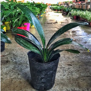Cây lan quân tử ⚡️GIÁ GỐC TẠI VƯỜN⚡️cao 20cm lá dày chắc khỏe dáng cây bắt mắt thích hợp trang trí nội thất bàn làm việc