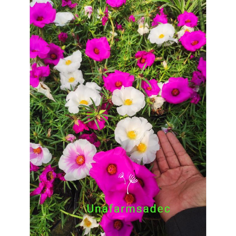 Chậu nhựa mềm 10h Mỹ