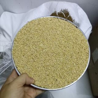 500gram hạt kê vàng cho vẹt, yến phụng