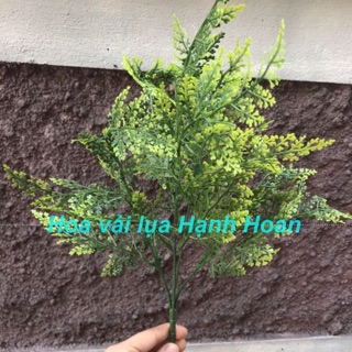 Cụm điểm lá dương xỉ - Cây lá điểm