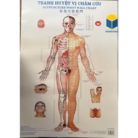 Sách - Tranh châm cứu