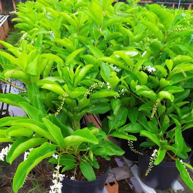 Cây Lài Thái (hoa chuỗi)