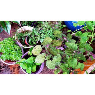 Cây gia vị, cây giống cà chua, tần bì dày, húng quế, sả, dấp cá, cây ớt, bí đỏ