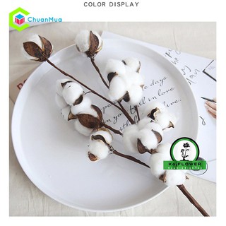 Cành Bông Gòn Khô Cotton Để Trang Trí, Decor, Chụp ảnh sản phẩm,..