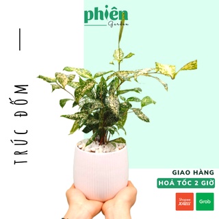 Cây Trúc Nhật Đốm để bàn kèm chậu gốm tráng men
