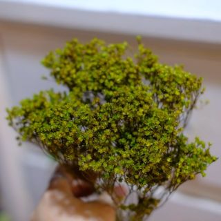 Hoa khô Baby Bloom từ Mỹ decor trang trí 10g