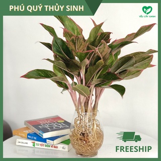Cây Phú Quý Thuỷ Sinh kèm chậu thủy tinh