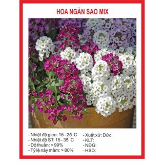 Hạt Giống Hoa Ngàn Sao Mix 100 Hạt
