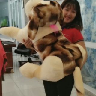 Chó mỹ size đại khổ 1m2 siêu to khổng lồ