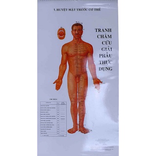 Sách - Tranh Châm Cứu Giải Phẫu Thực Dụng