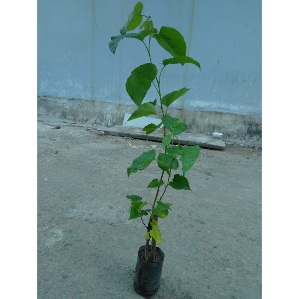 Cây dâu tằm (freeship)
