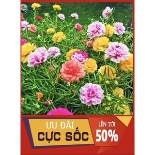 [RẺ VÔ ĐỊCH] 1KG  HOA MƯỜI GIỜ THÁI SIÊU ĐEP ĐỦ 25 MÀU  (khoảng 150 cành )