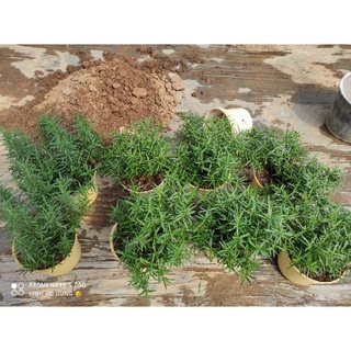 cây hương thảo ( chậu 2-3 cây)
