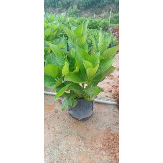 Cây hoa cẩm tú cầu - Cây trưởng thành đang xoáy nụ hoặc đang nụ - Trang Flower