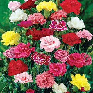 20 HẠT GIỐNG HOA CẨM CHƯỚNG NHIỀU MÀU