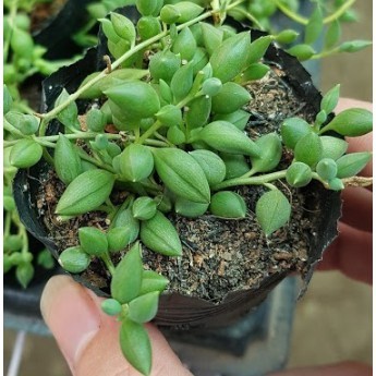 Combo 03 sen đá hạt ngọc dài- Hàng thuần, siêu dễ trồng, LỖI 1 ĐỔI 1