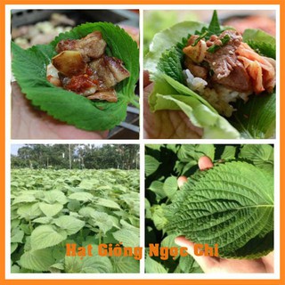 Hạt Giống Lá Mè Hàn Quốc (Rau Thơm Mè/Vừng Hàn Quốc) Chuyên Ăn Nướng - 0.5Gr