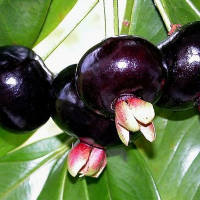 Chậu nhựa mềm Chery Brazil