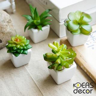Sen đá chậu trắng - Chụp ảnh  đồ ăn, thức uống, mỹ phẩm, trang sức, quần áo - Ideas Decor