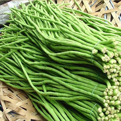 HẠT GIỐNG ĐẬU ĐŨA