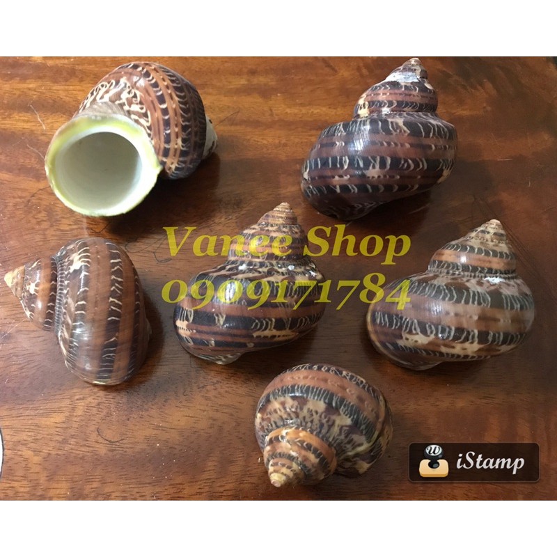 Vỏ ốc xà cừ đỏ