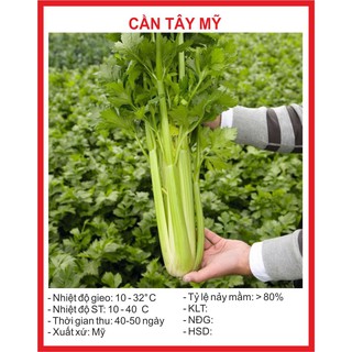 [Mã SKAMLSC164 giảm 10% tối đa 50K đơn 100K] Hạt giống Cần Tây Mỹ Bẹ To - 1 Gram