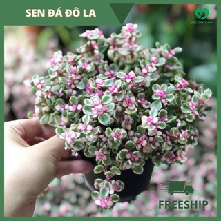 Cây Sen Đá Đô La Hồng (dollar) để bàn