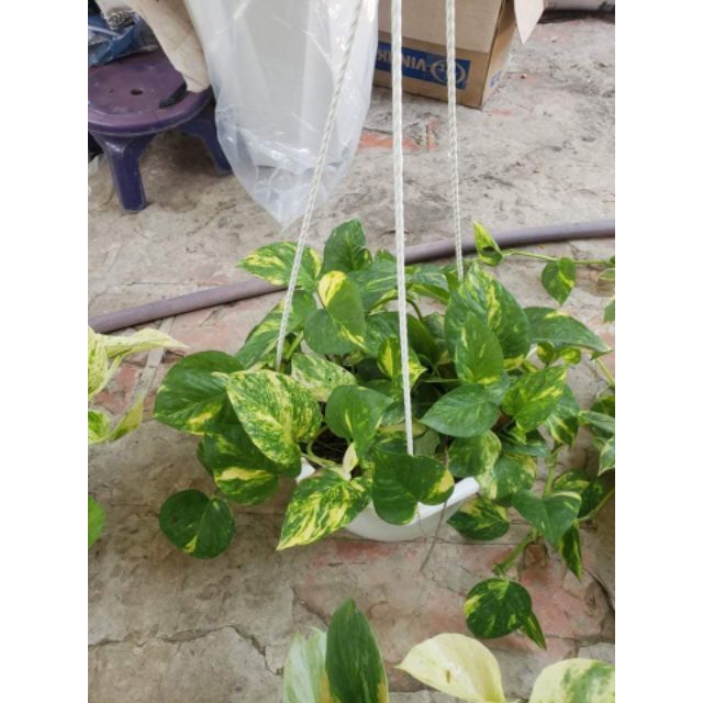 Trầu bà Đốm Vàng (chậu treo)
