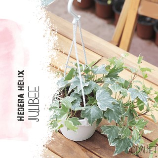 Cây Thường Xuân Cẩm Thạch Jubilee (Hedera helix Jubilee, English Ivy Marble, Hedera Helix Var)