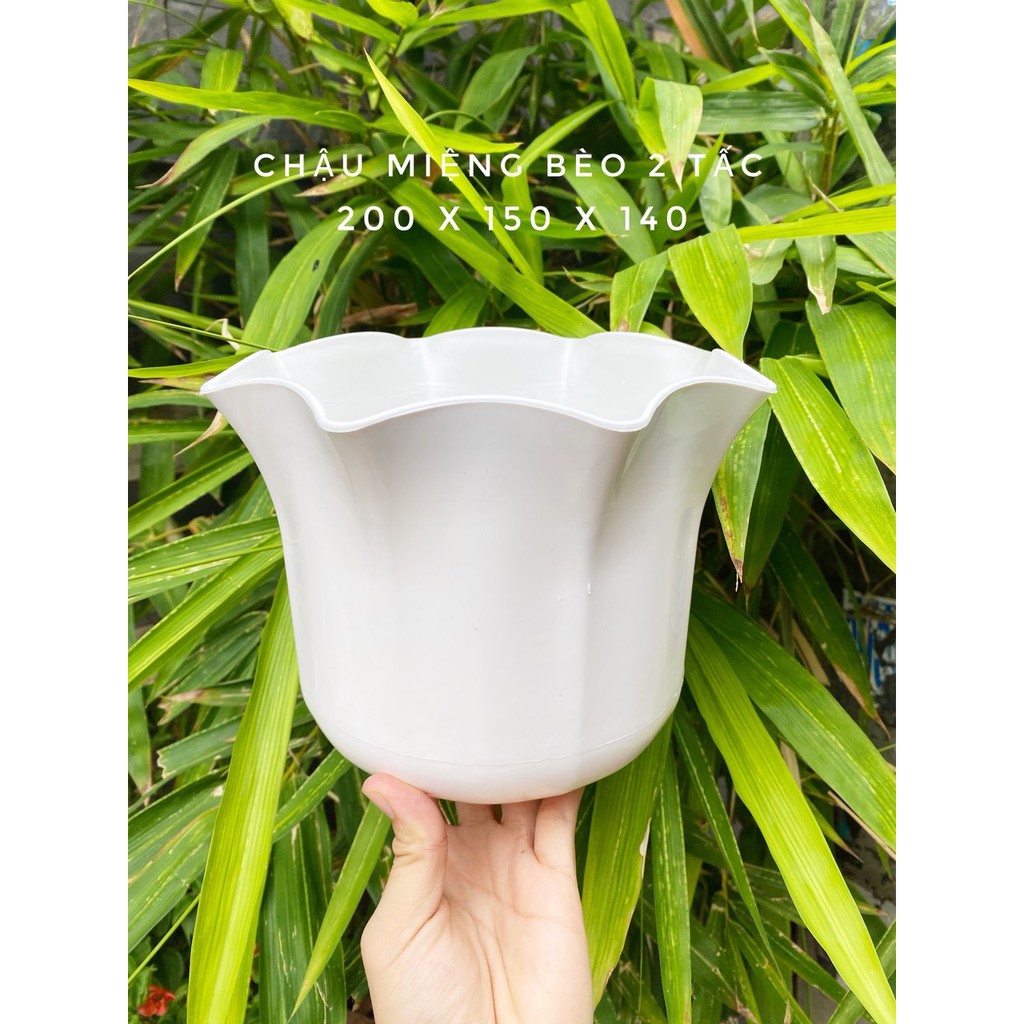 chậu miệng bèo