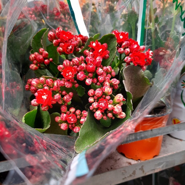 Hoa sống đời siêu bông phom thấp nguyên chậu sẵn hoa