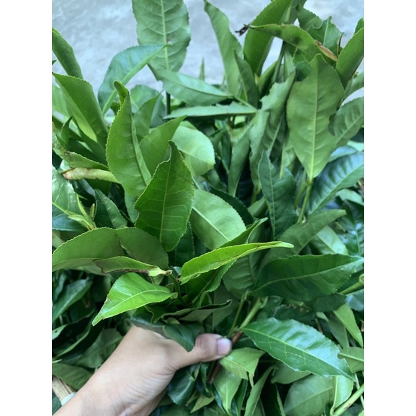 lá chè, trà xanh tươi 1kg ( giao hoả tốc hcm)