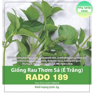Hạt Giống Rau Thơm Sả (Rau É Trắng) Dễ Trồng, Thơm Ngon 2gr