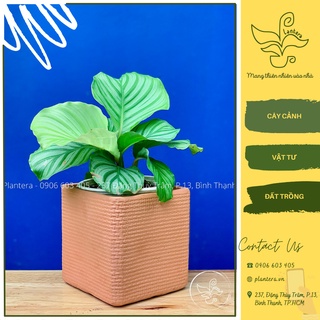 Chậu Đất Nung Vuông Caro 15X15X15Cm - Khay Chậu - Chậu Đất Nung - Chậu Đất Nung Đường Kính 11-15Cm