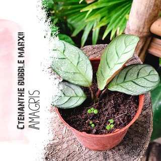 Chậu cây Ctenanthe bubble marxii Amagris (Công Cầu Nguyện Amagris) chậu nhựa 8cm