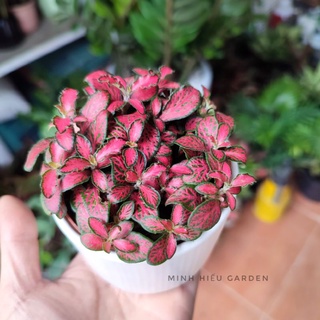 cây cẩm nhung lá may mắn chậu sứ đk 7cm
