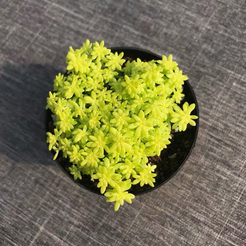 SEN ĐÁ SEDUM VÀNG