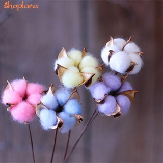 10 bông hoa COTTON nhiều màu trang trí độc đáo