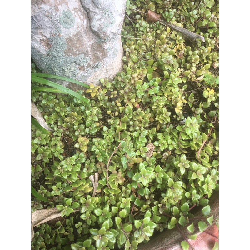 cây vảy rồng